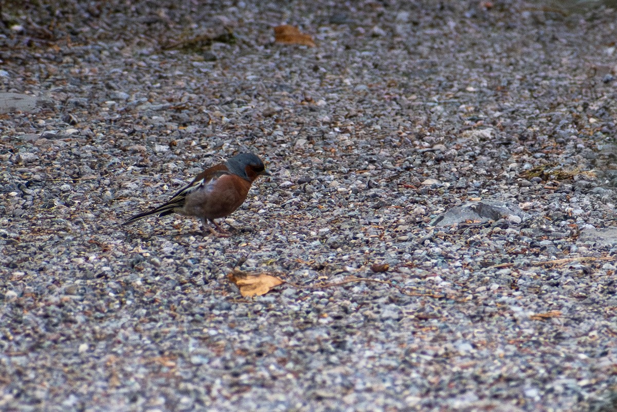 Common Chaffinch - ML642110853