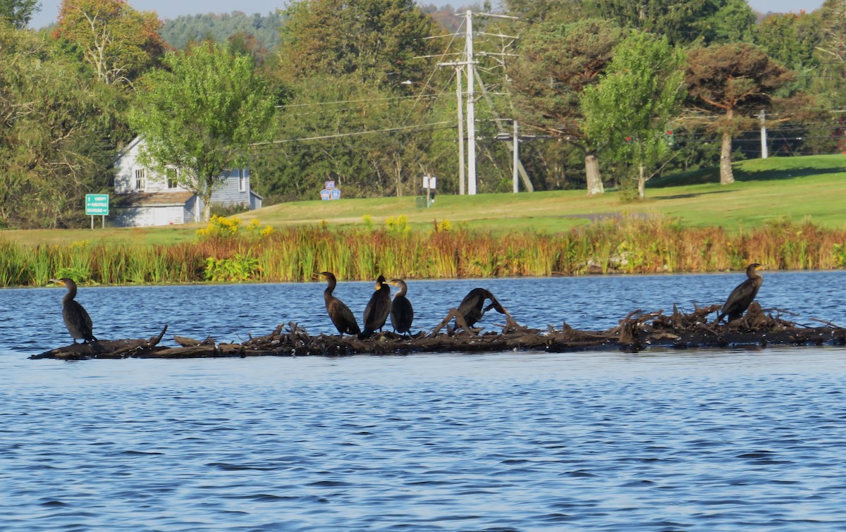 Double-crested Cormorant - ML642110854