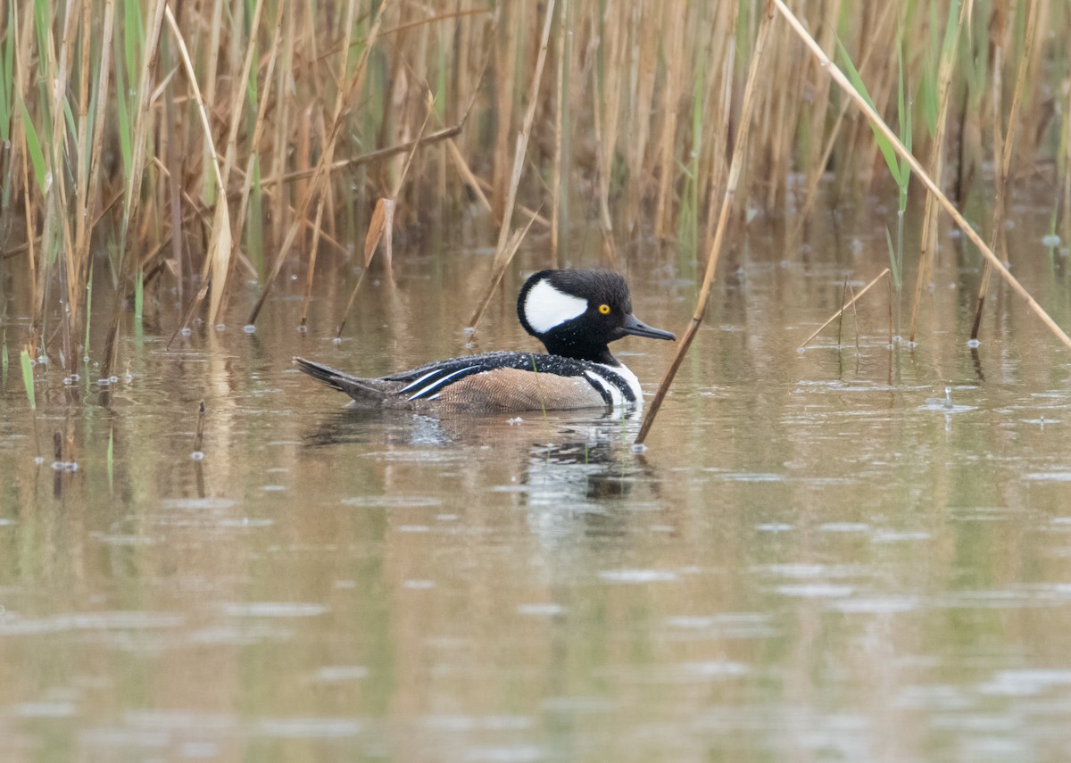 Hooded Merganser - ML642110881