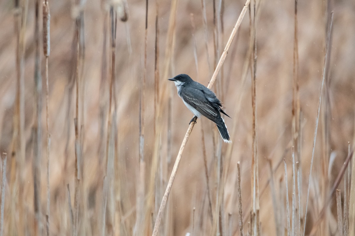 Eastern Kingbird - ML642110885