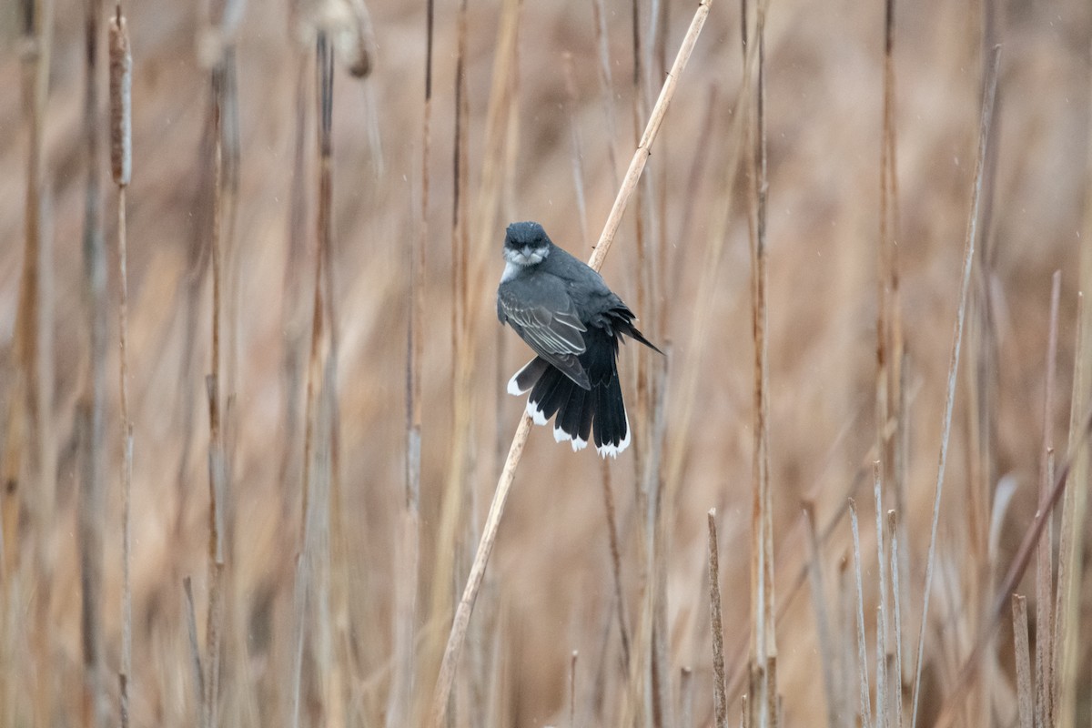 Eastern Kingbird - ML642110886