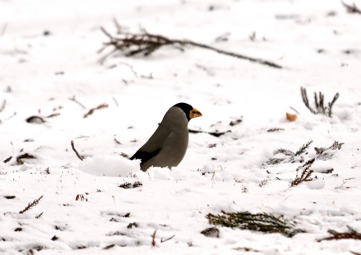 Japanese Grosbeak - ML642110899