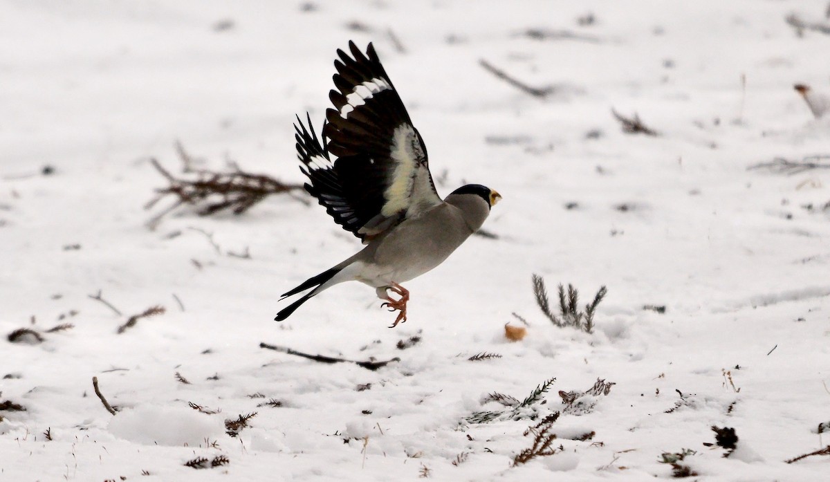 Japanese Grosbeak - ML642110900