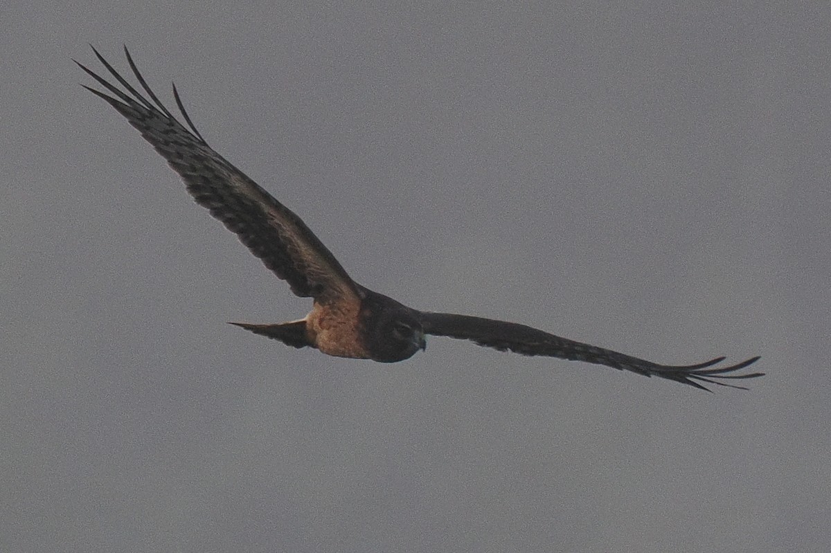 Northern Harrier - ML642110905