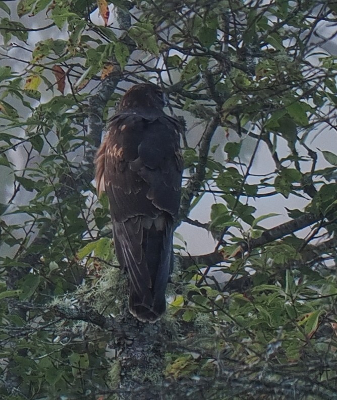 Northern Harrier - ML642110906