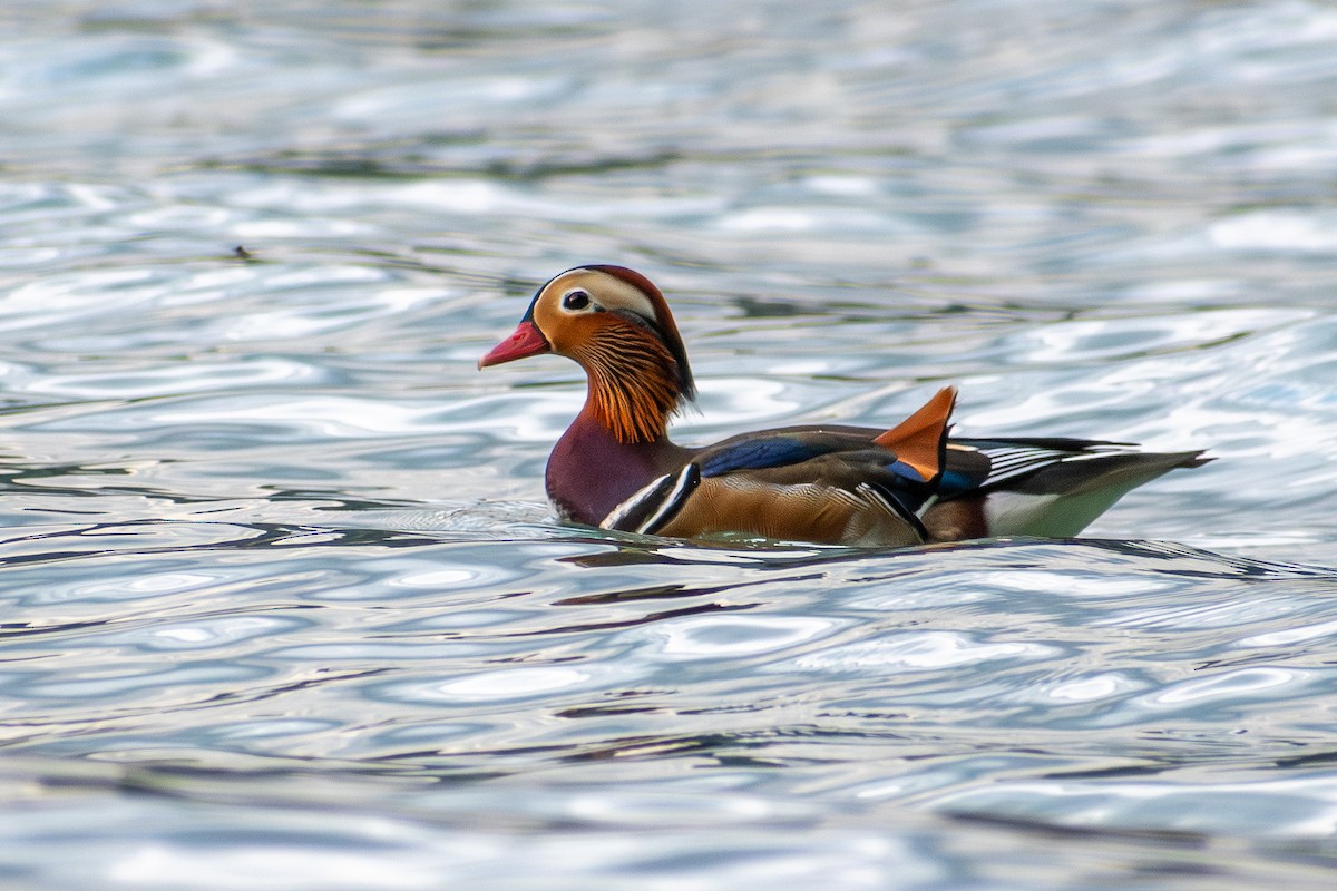 Mandarin Ördeği - ML642110918