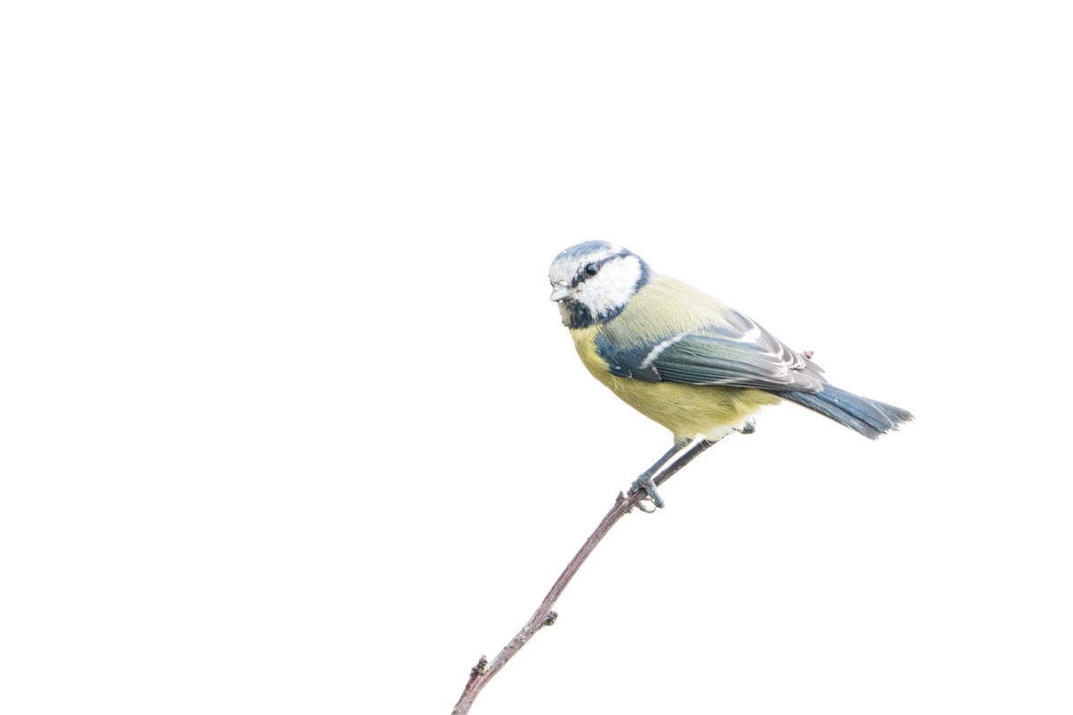 Eurasian Blue Tit - ML642110924