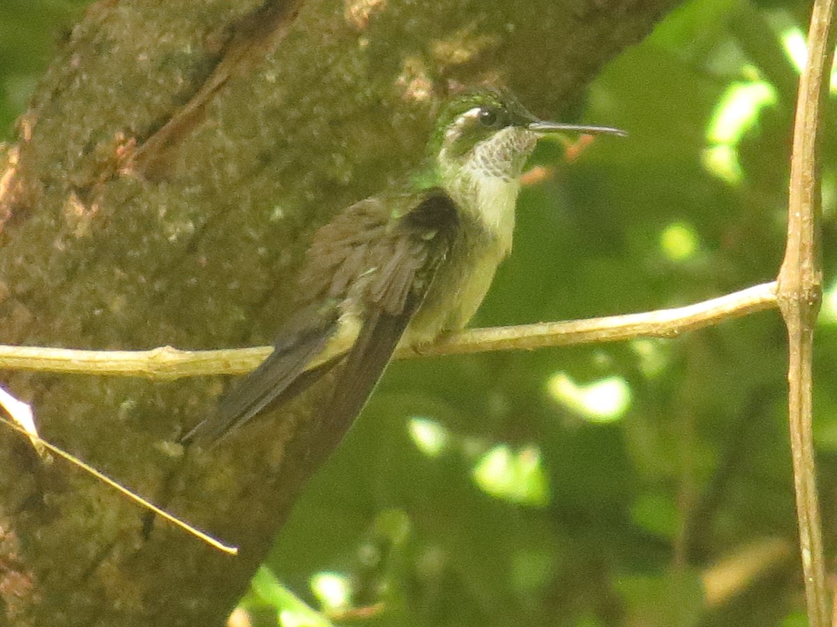 Green-throated Mountain-gem - ML642110937