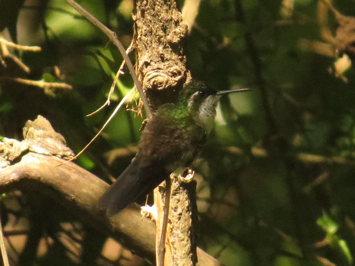 Green-throated Mountain-gem - ML642110938