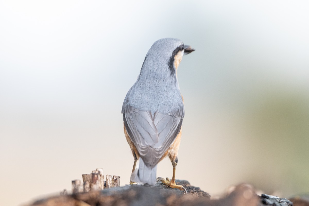 Eurasian Nuthatch - ML642110943