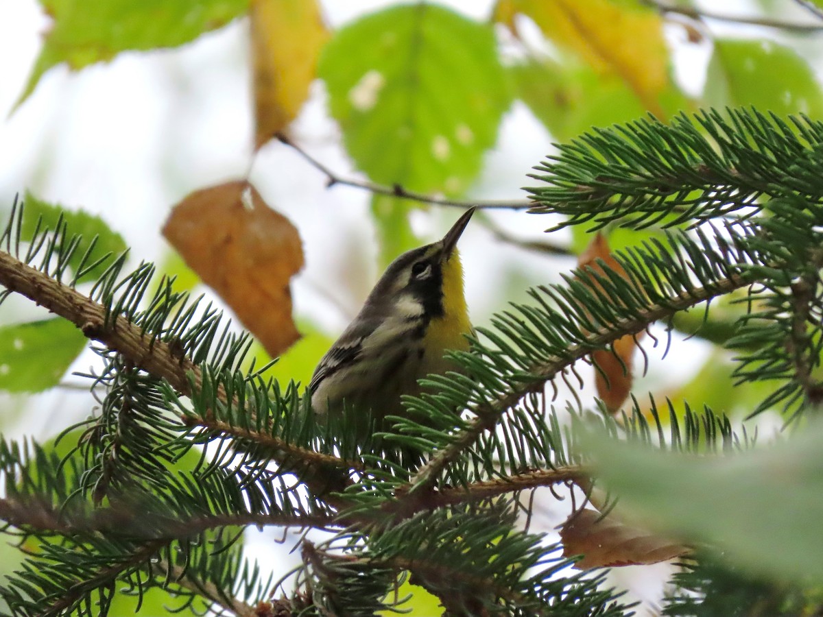 Yellow-throated Warbler - ML642110944