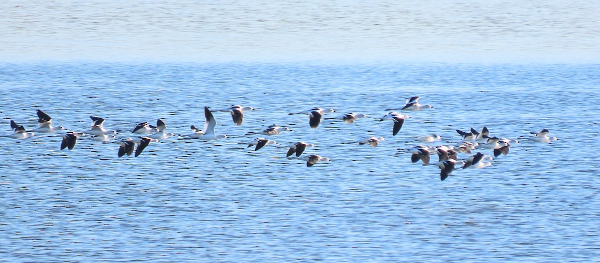 American Avocet - ML642110948