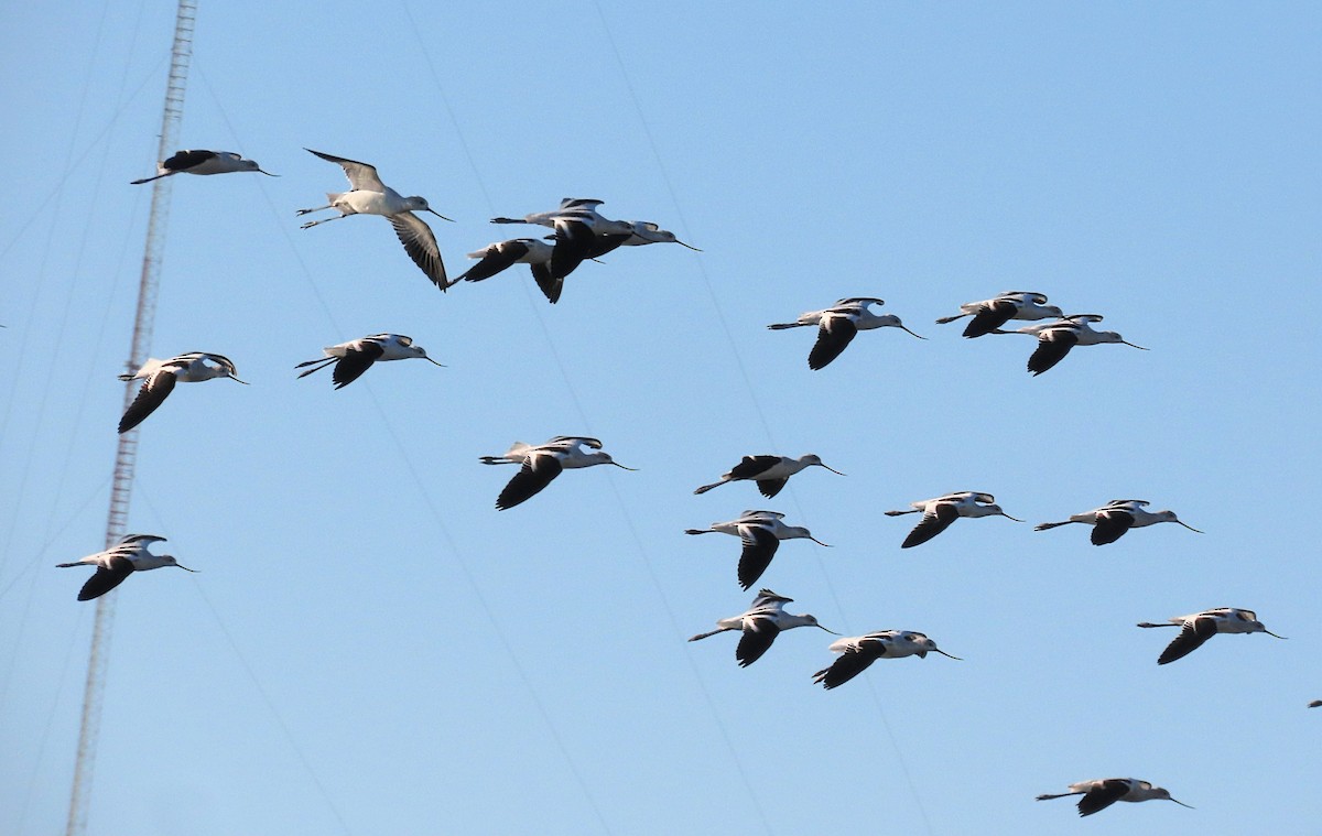 American Avocet - ML642110949