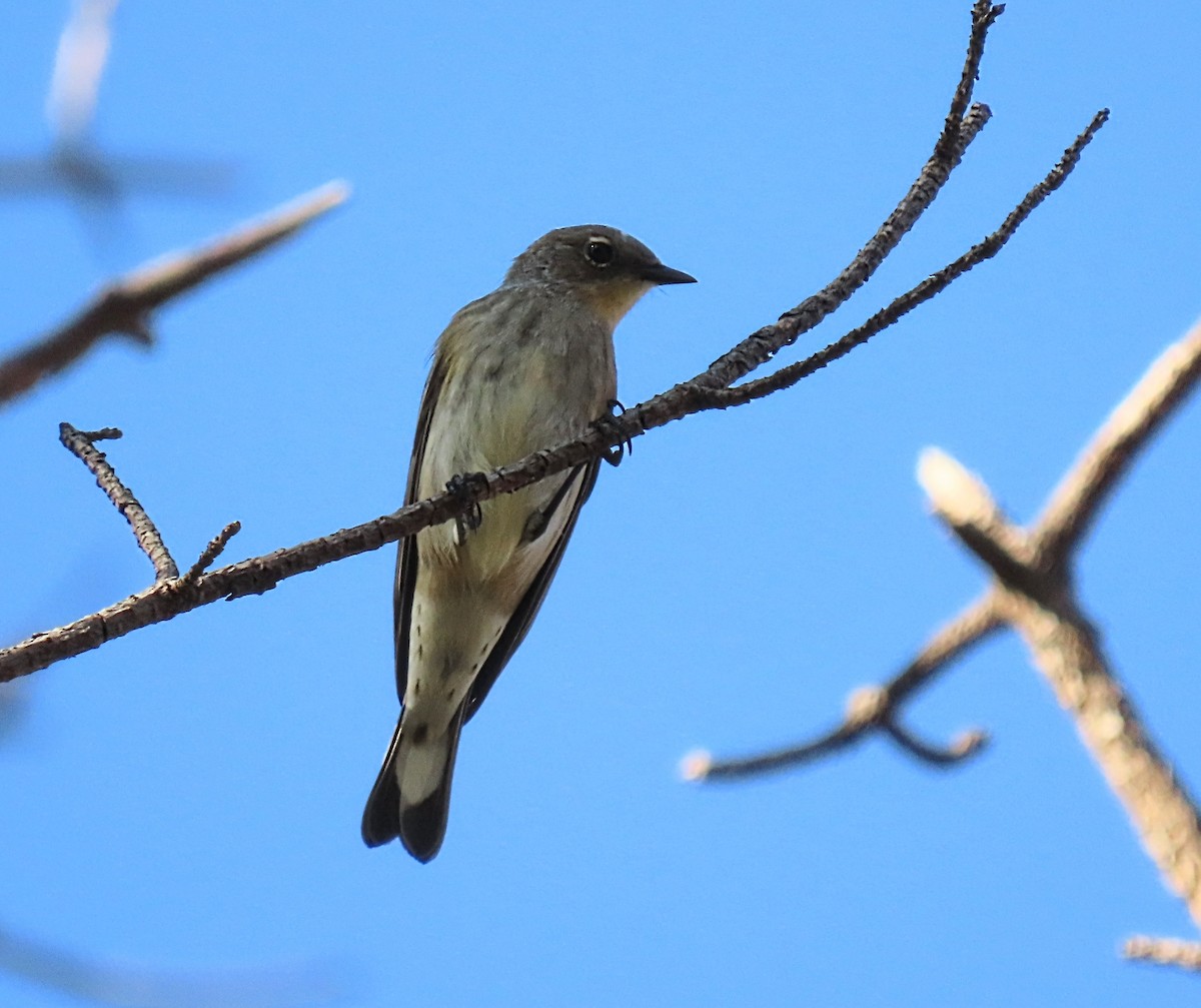 Yellow-rumped Warbler (Audubon's) - ML642110964