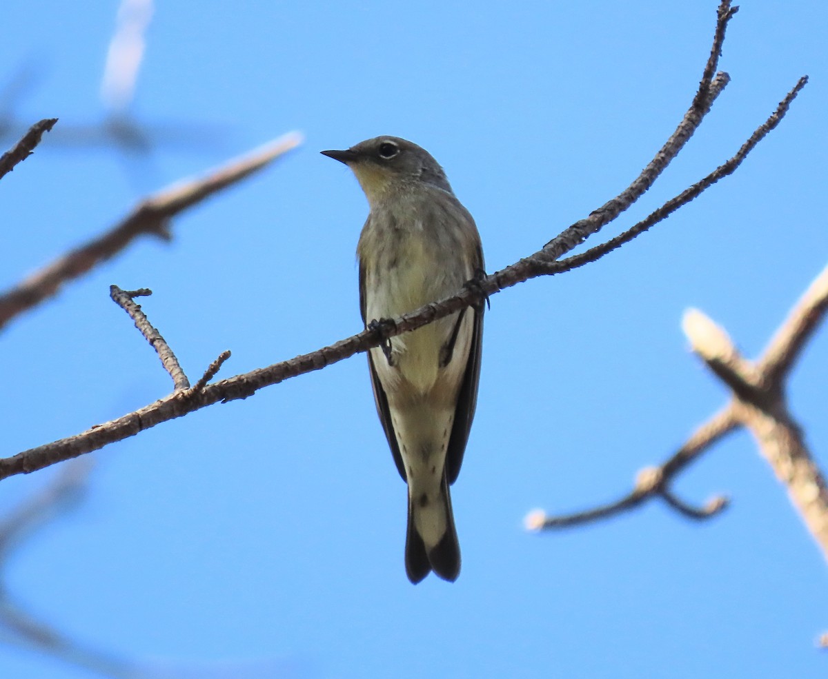 Yellow-rumped Warbler (Audubon's) - ML642110965