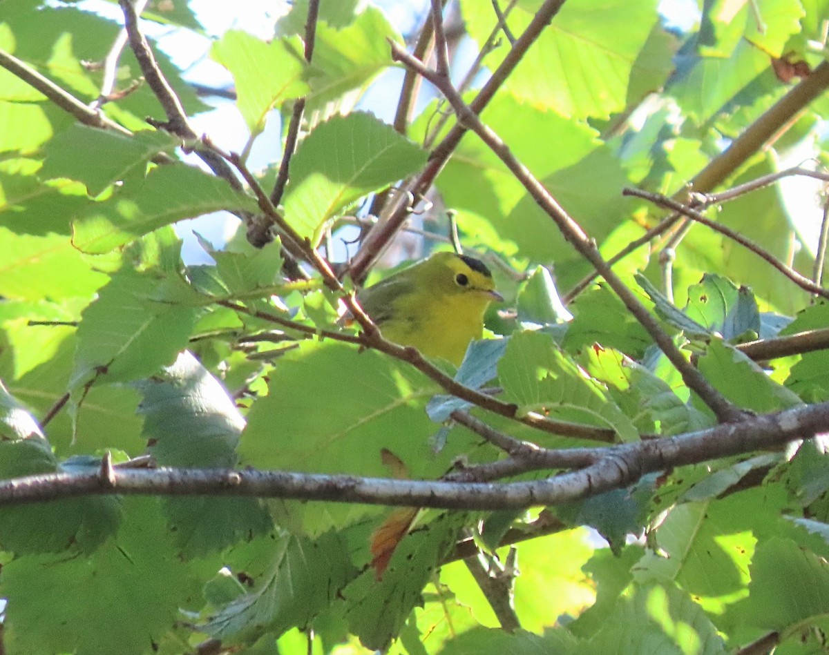 Wilson's Warbler - ML642110974