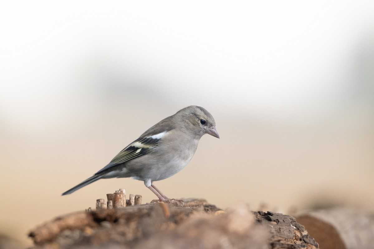 Common Chaffinch - ML642110978