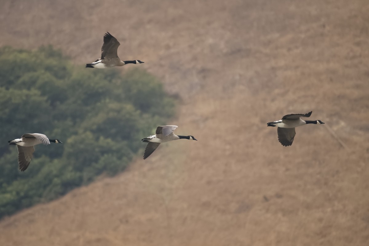 Canada Goose - ML642110980