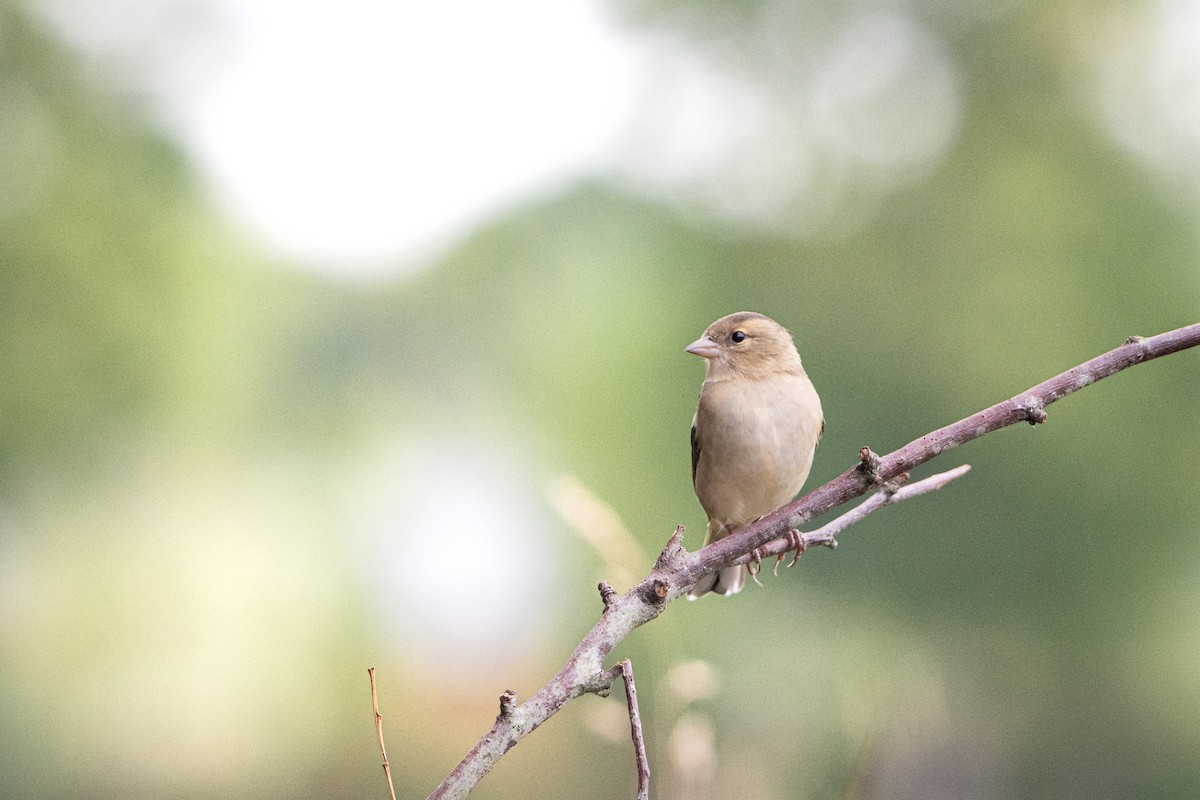 Common Chaffinch - ML642110984