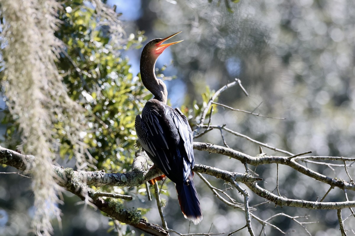 Anhinga - ML642111005