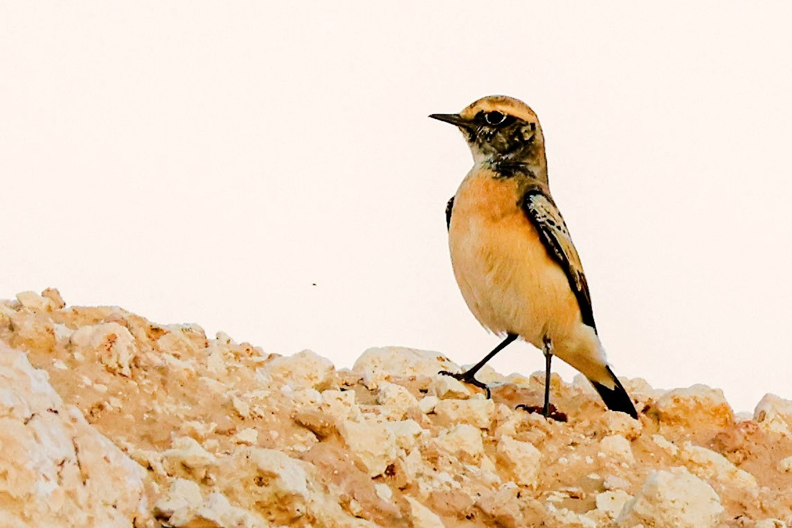 Pied Wheatear - ML642111006