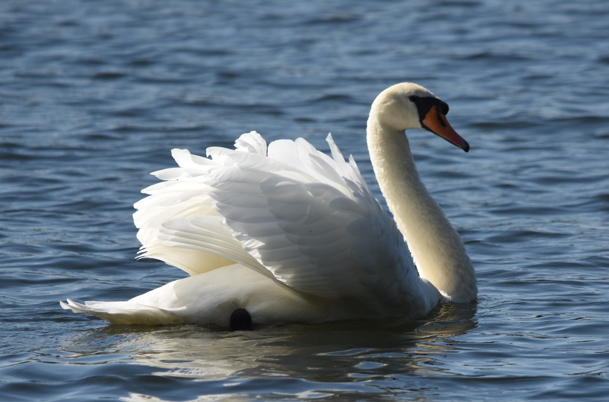 Cygne tuberculé - ML642111010