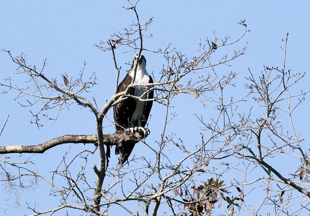 Osprey - ML642111011