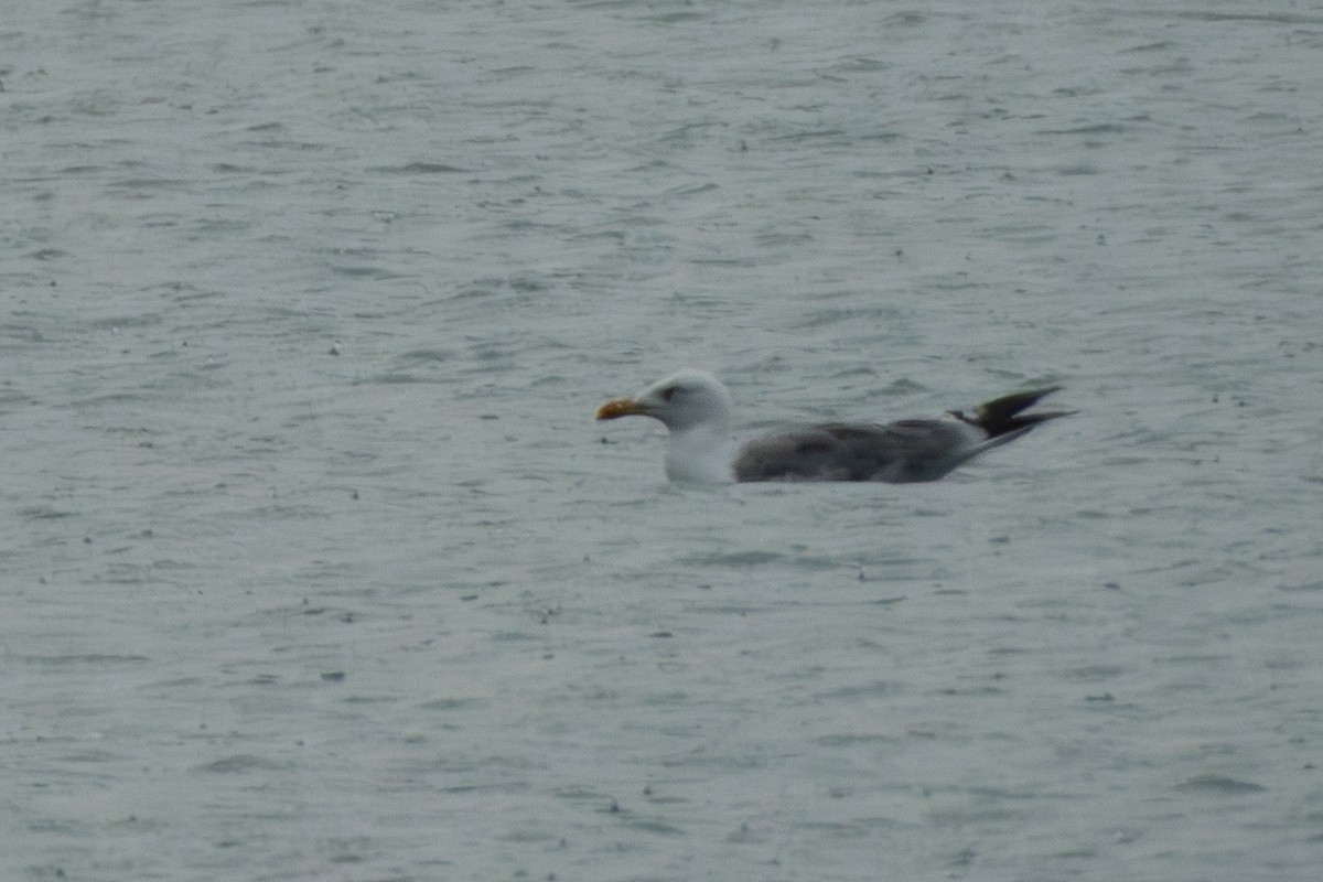 Gaviota Patiamarilla - ML642111040