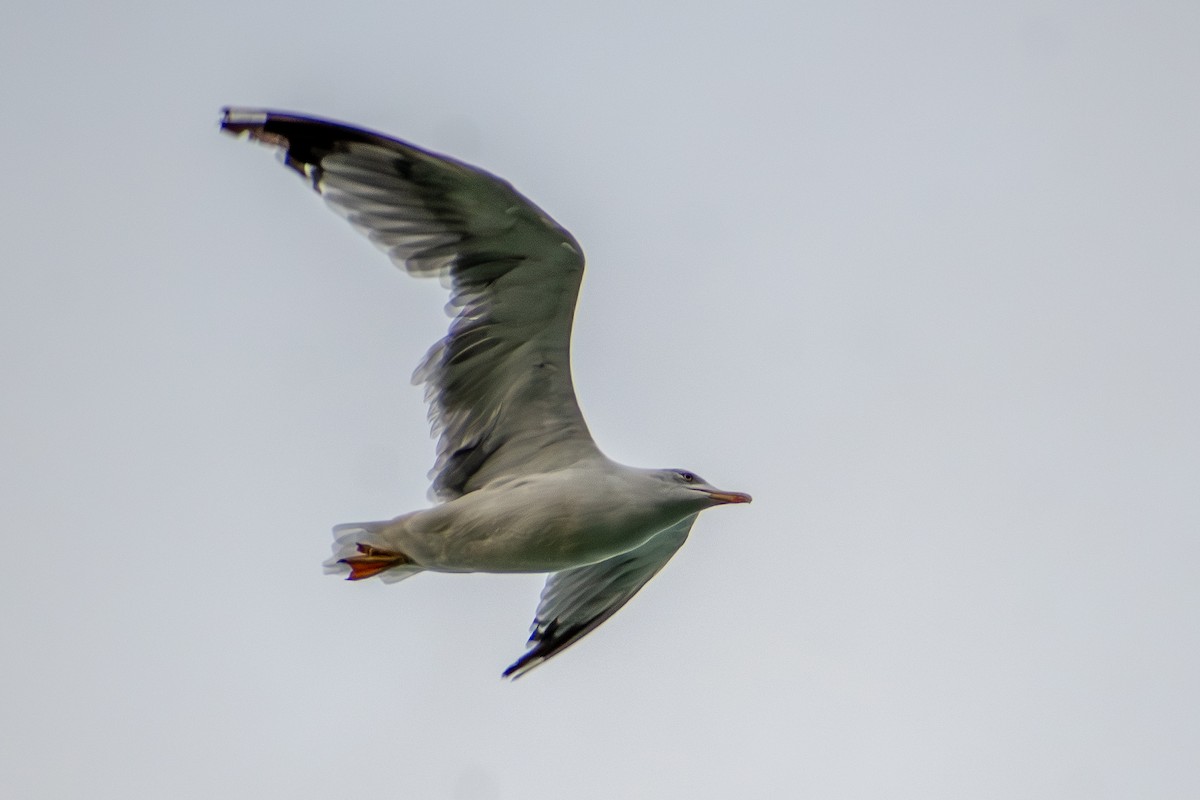 Gaviota Patiamarilla - ML642111041