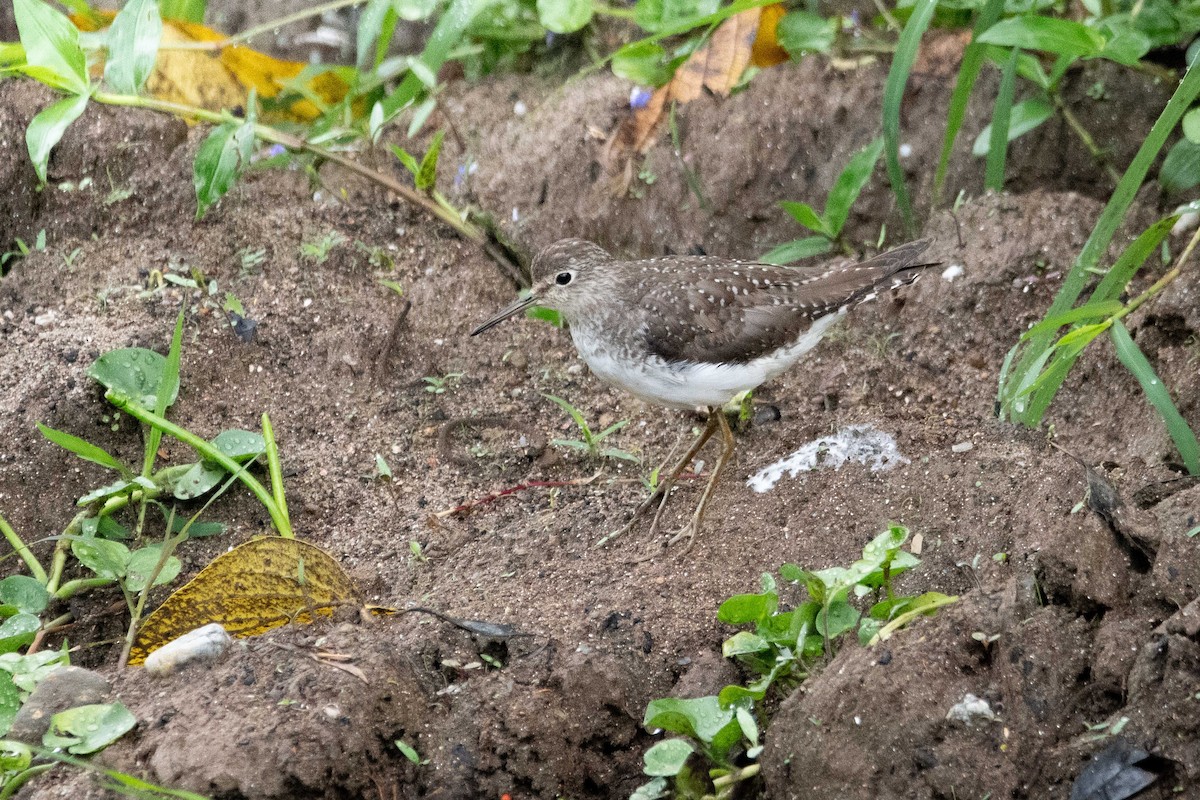 Andarríos Solitario - ML642111043