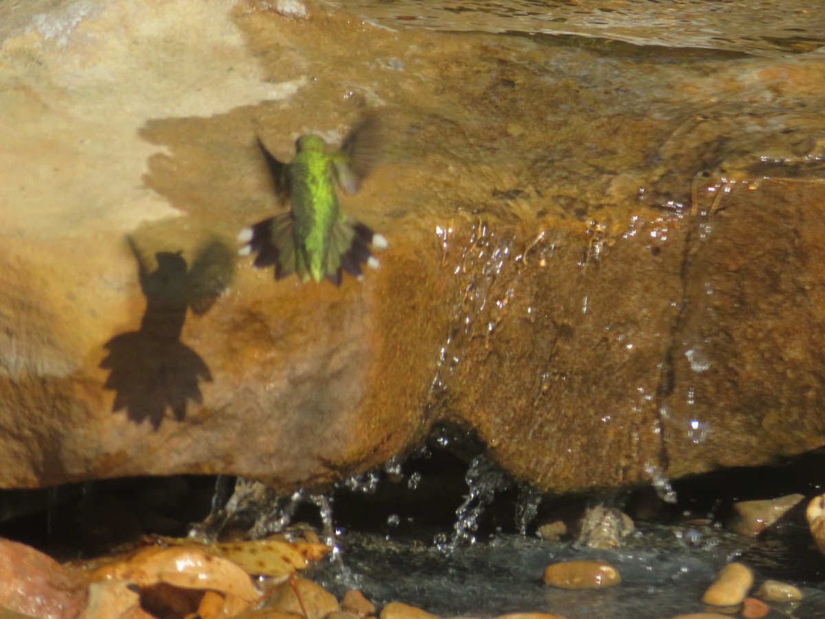 Colibrí Gorjirrubí/Gorjinegro - ML642111048