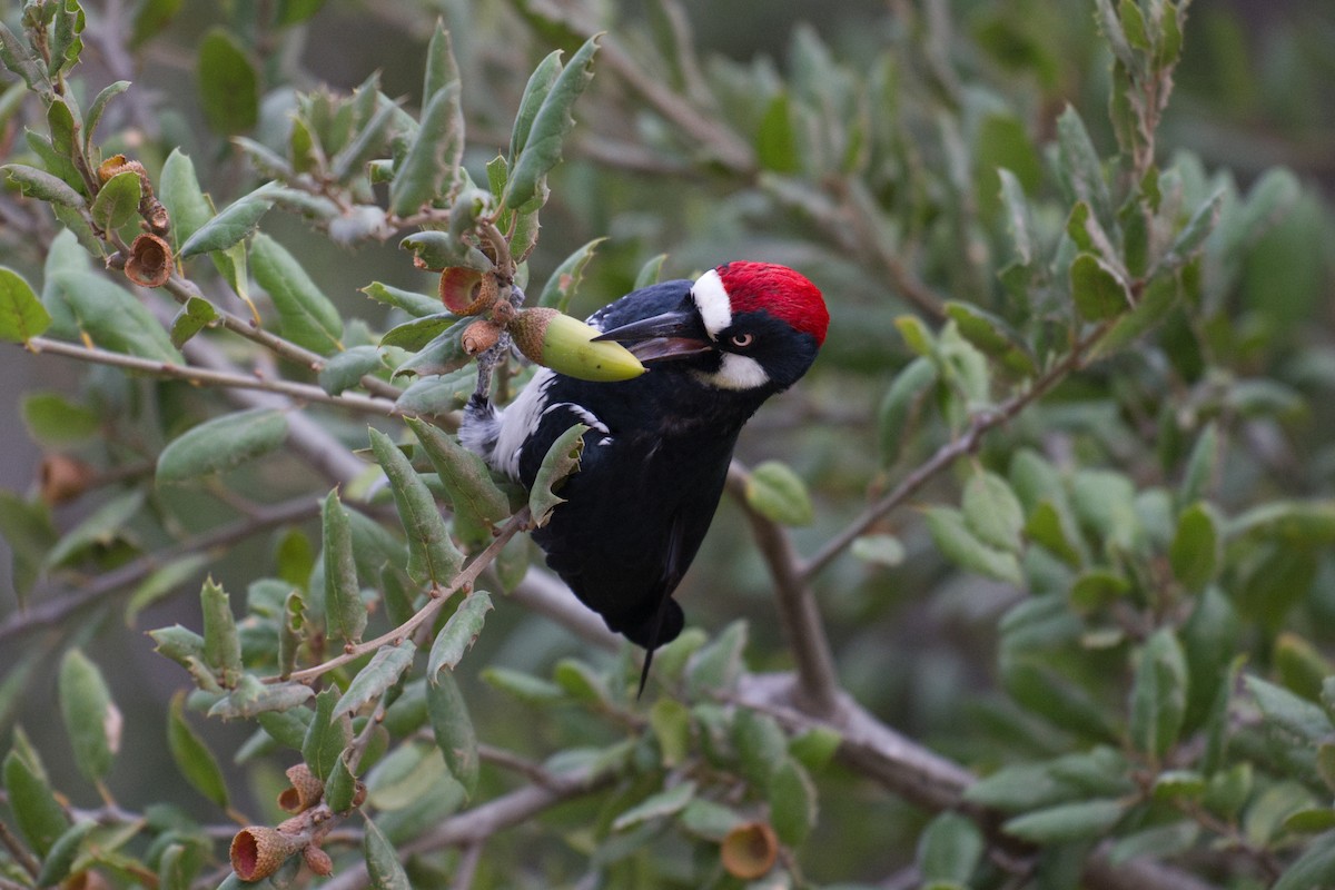 Acorn Woodpecker - ML642111079