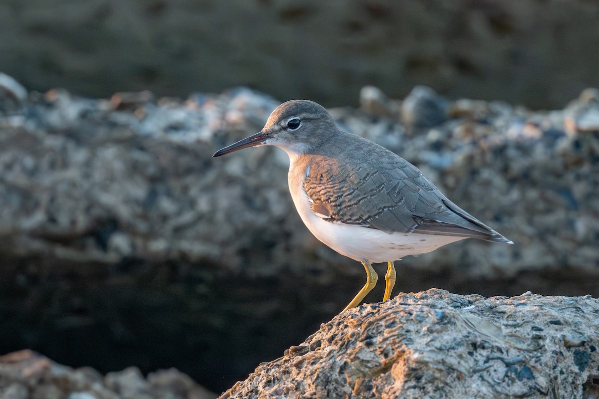 Spotted Sandpiper - ML642111083