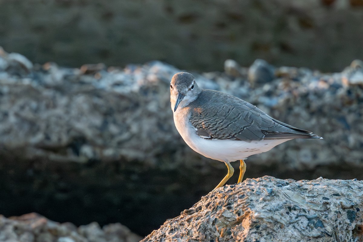 Spotted Sandpiper - ML642111088