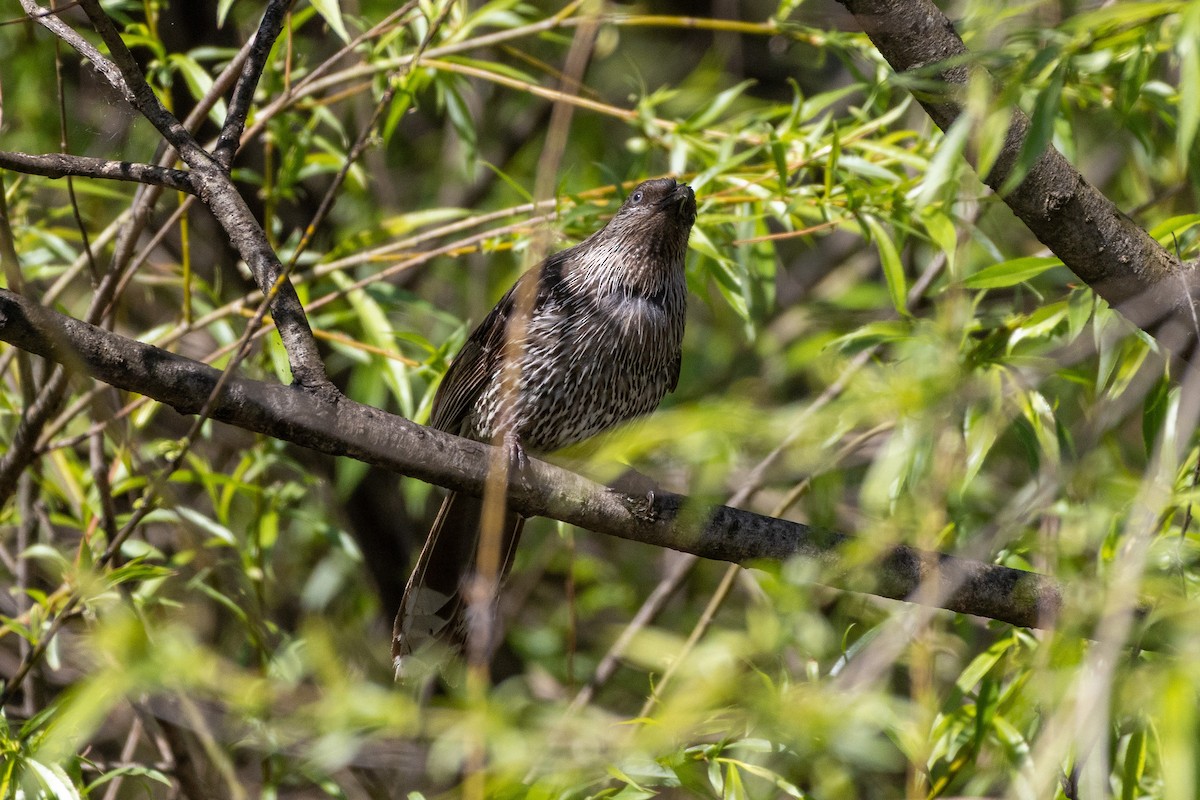 Little Wattlebird - ML642111095