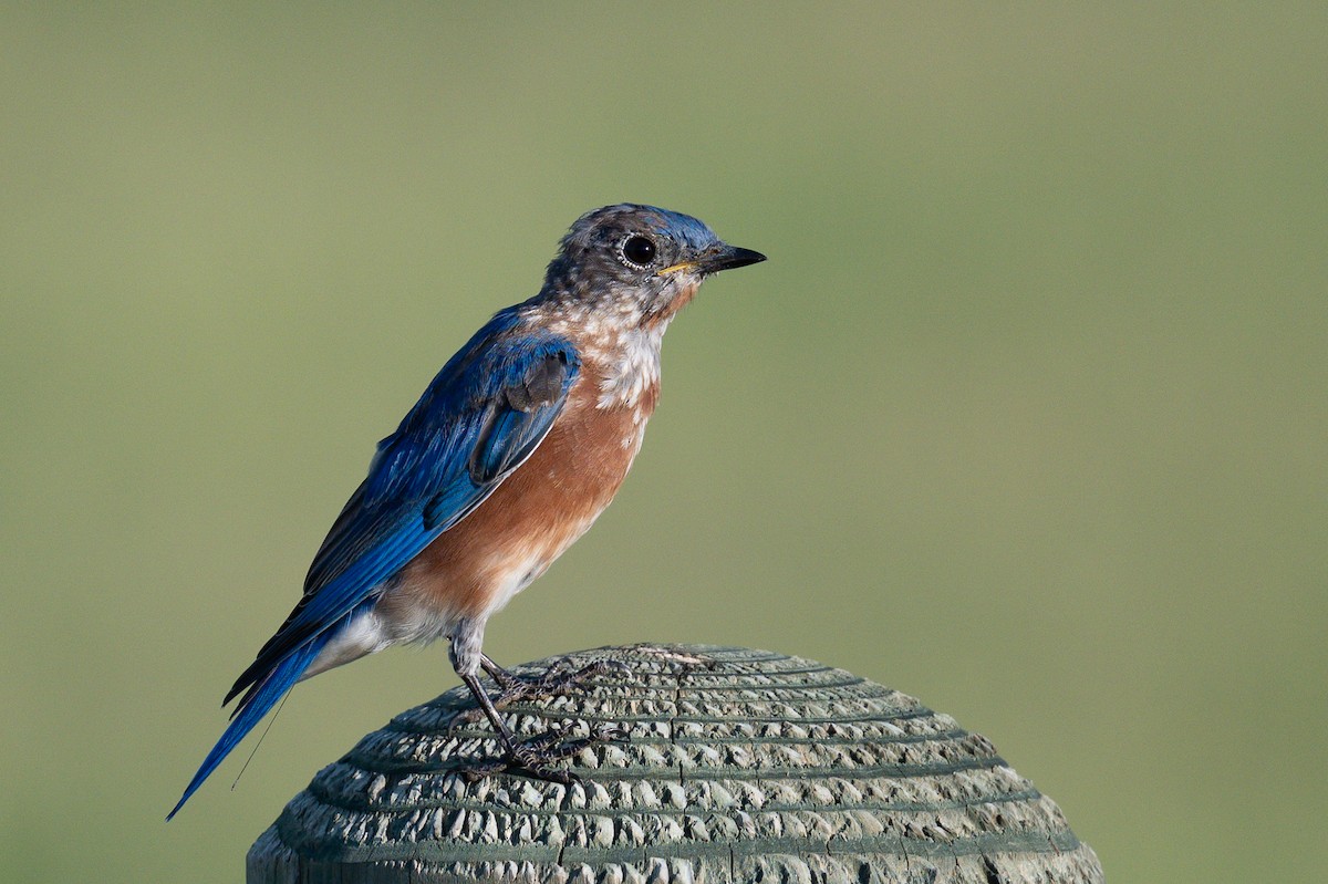 Eastern Bluebird - ML642111099