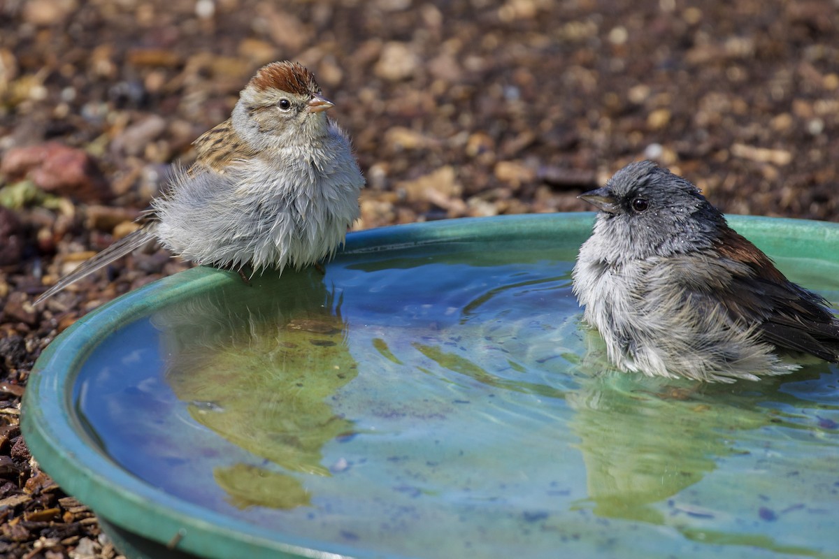 Chipping Sparrow - ML642111112