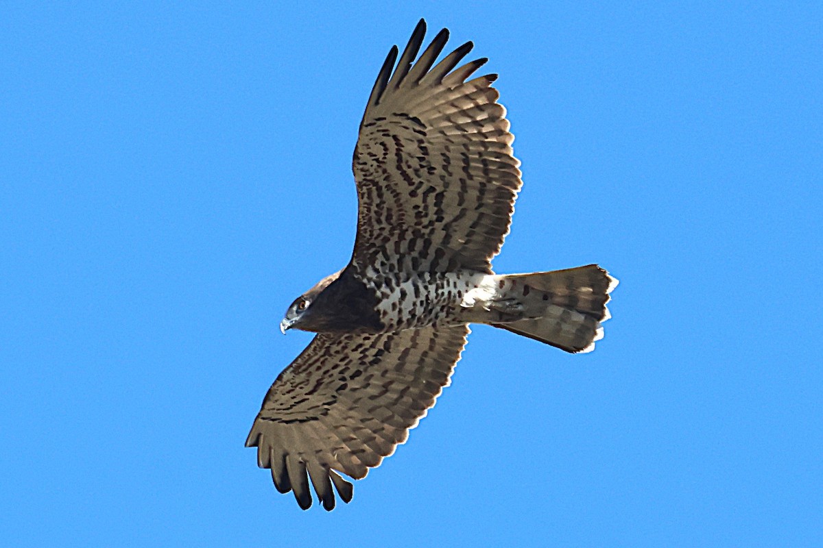 Short-toed Snake-Eagle - ML642111136