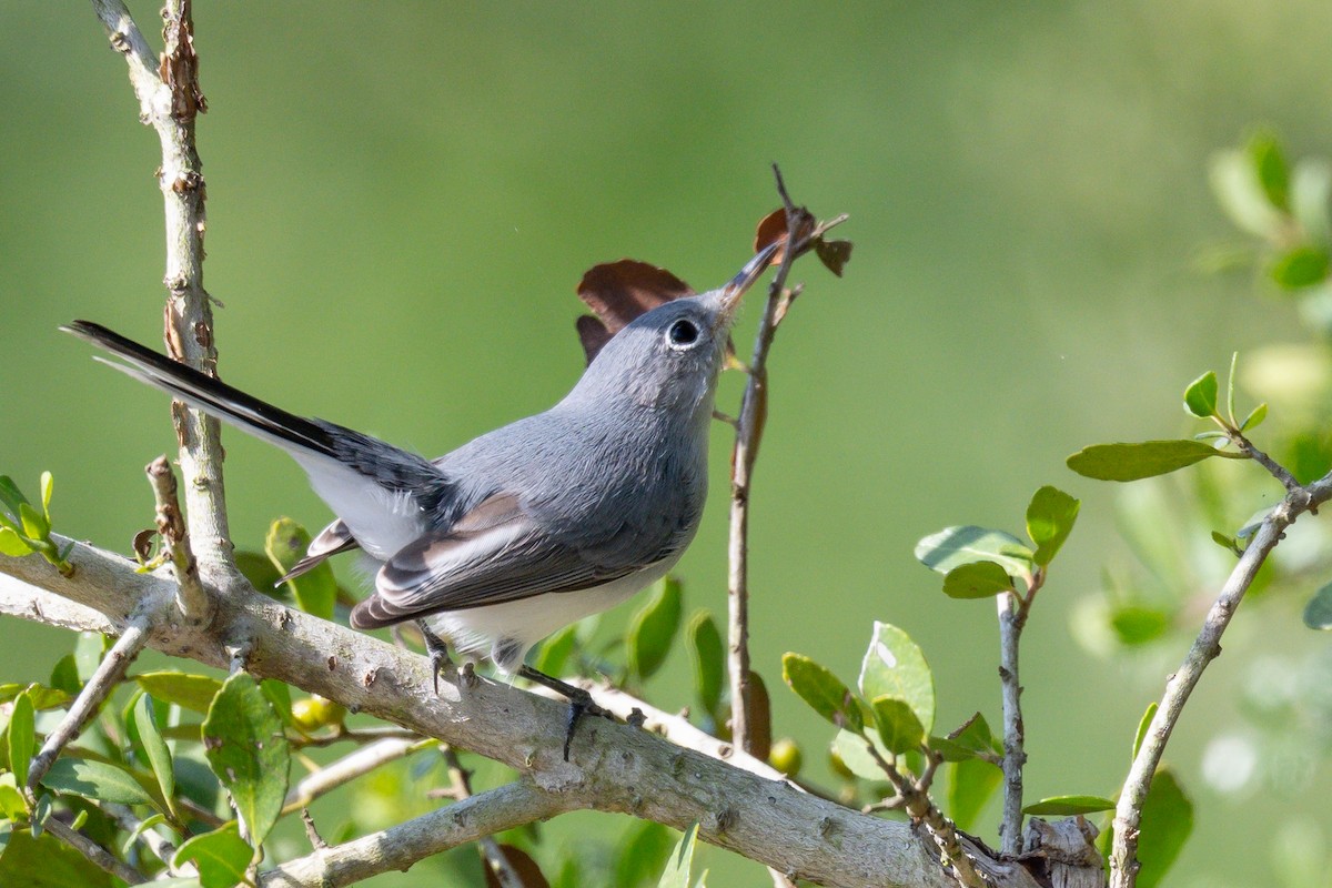 Blue-gray Gnatcatcher - ML642111153