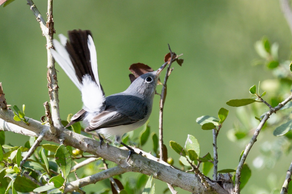 Blue-gray Gnatcatcher - ML642111155