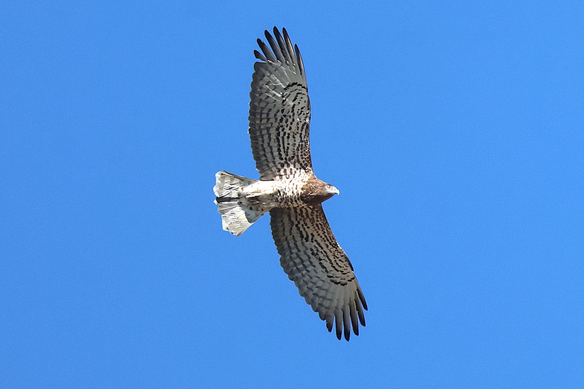 Short-toed Snake-Eagle - ML642111165