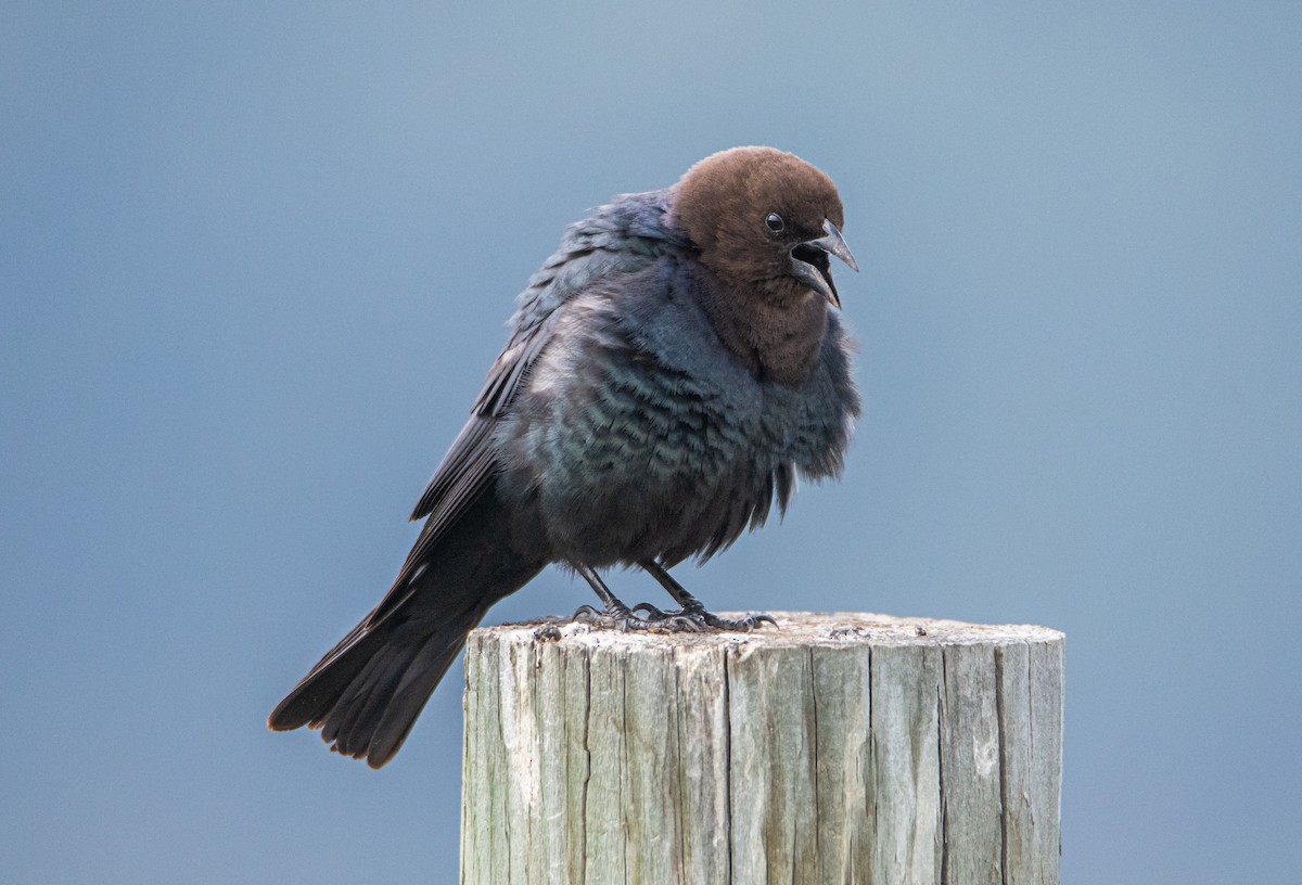 Brown-headed Cowbird - ML642111174