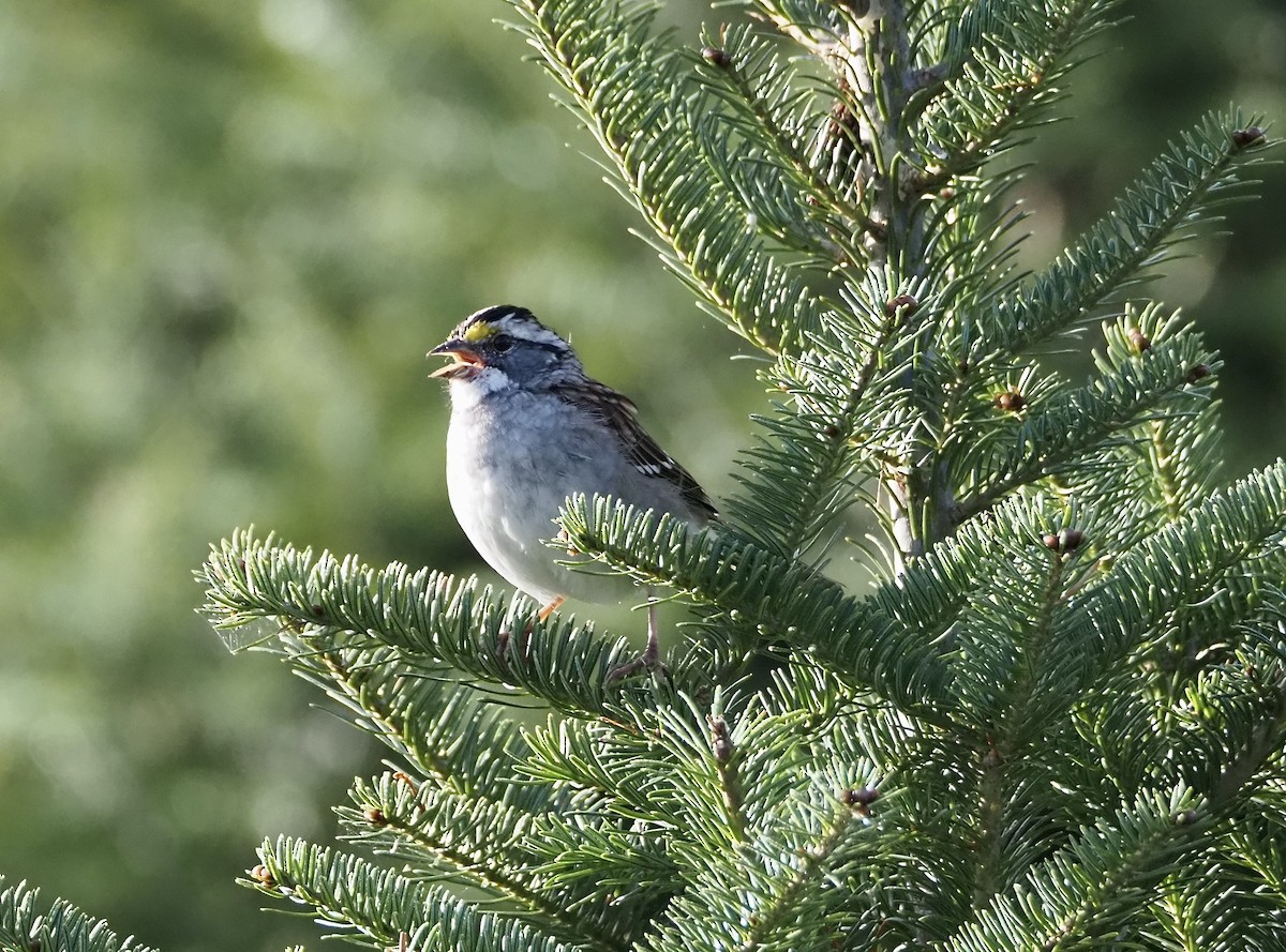 White-throated Sparrow - ML642111176