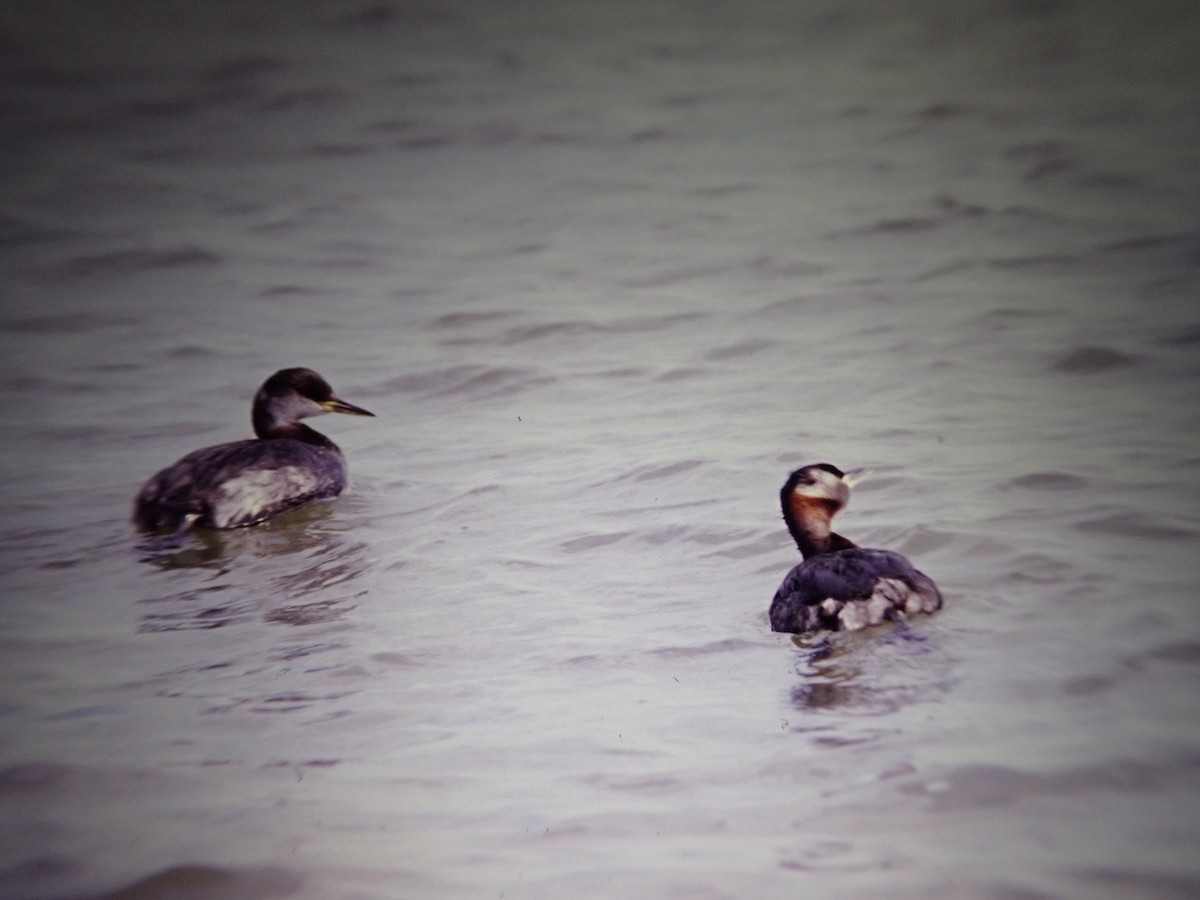 Red-necked Grebe - ML642111180