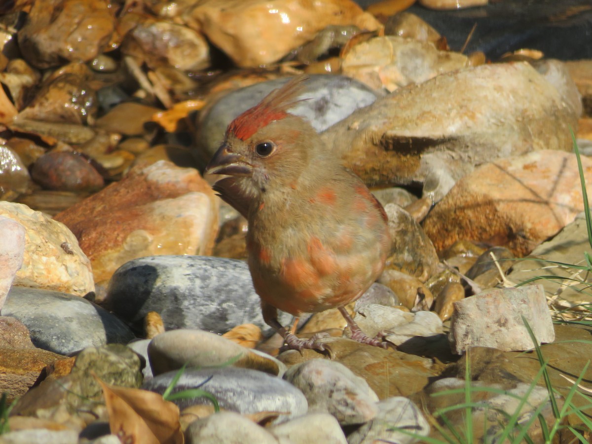 Northern Cardinal - ML642111181