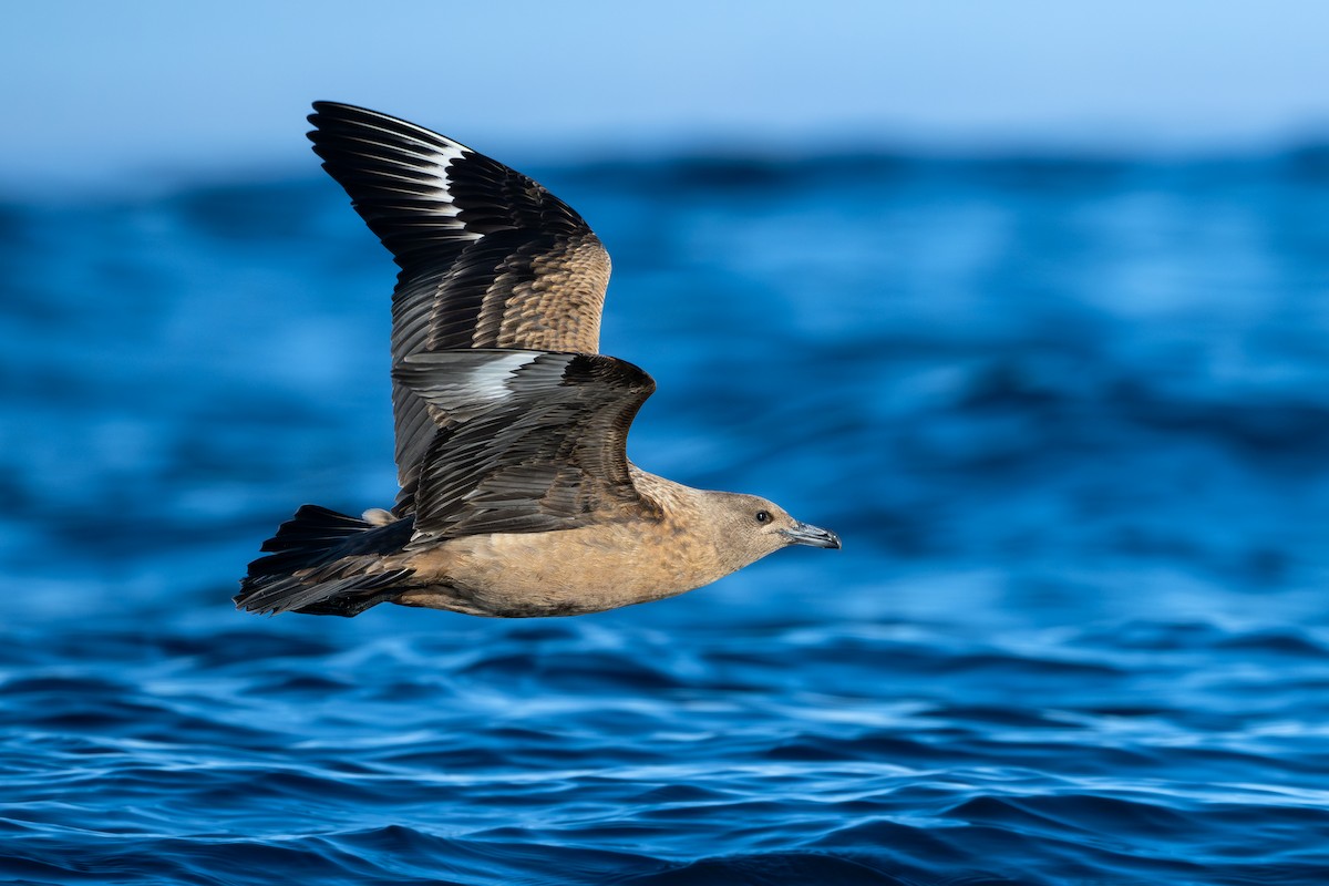 Great Skua - ML642111184