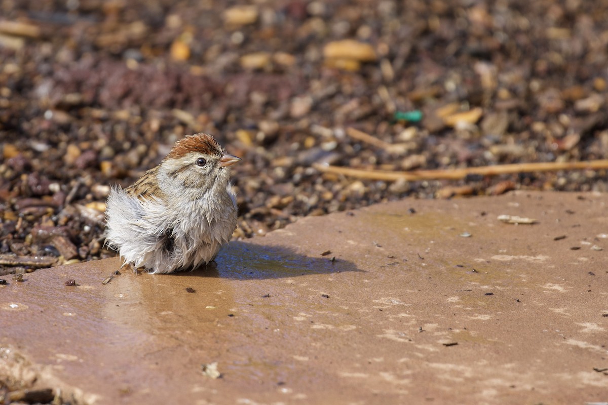 Chipping Sparrow - ML642111185