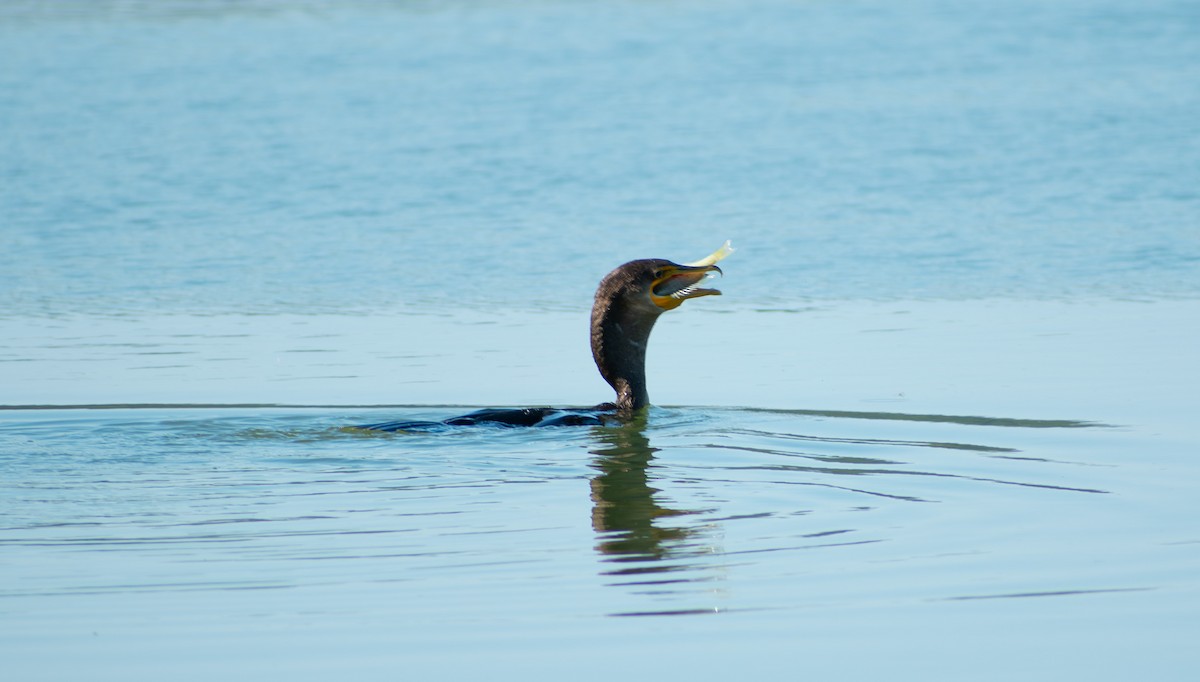 Double-crested Cormorant - ML642111186