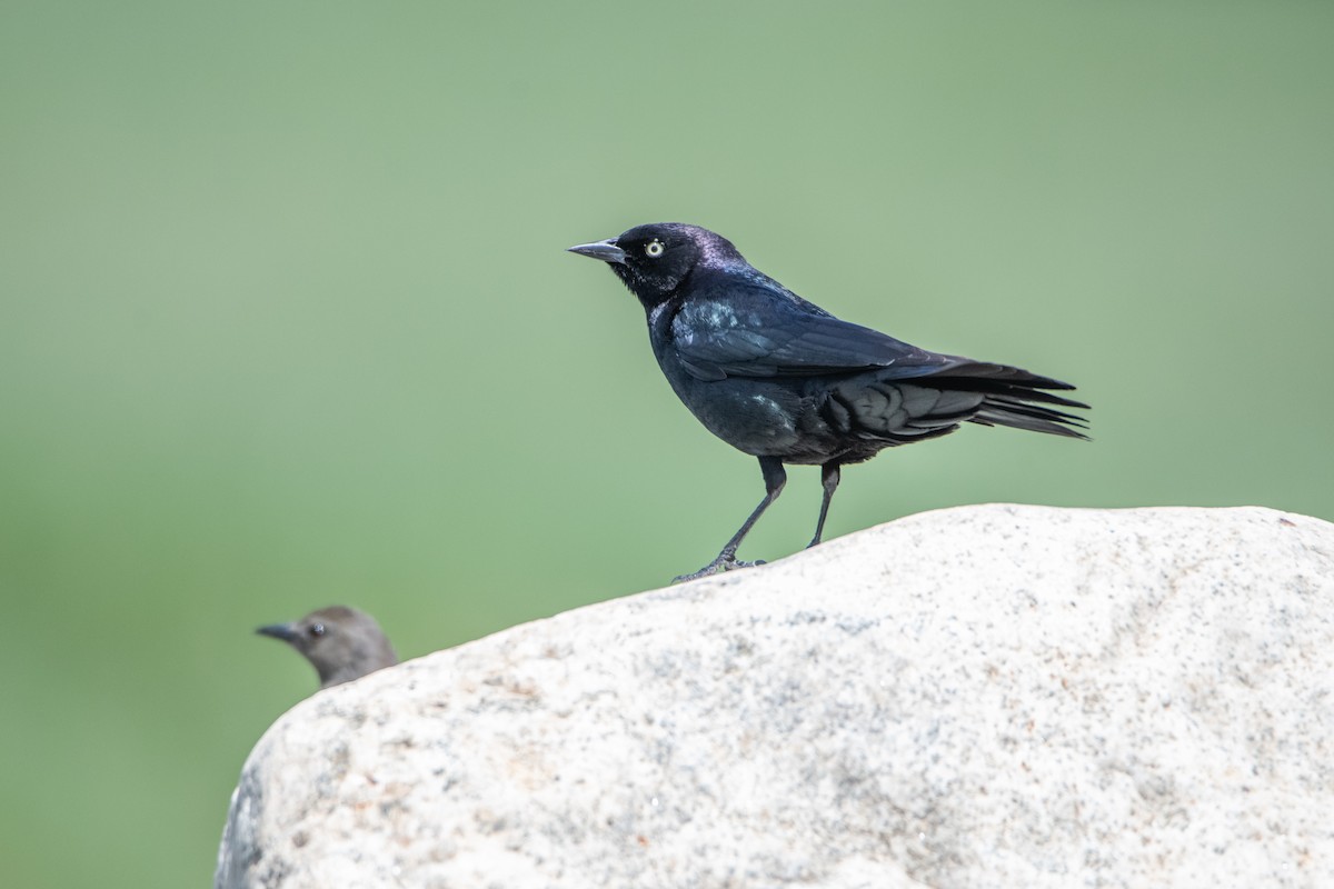 Brewer's Blackbird - ML642111187