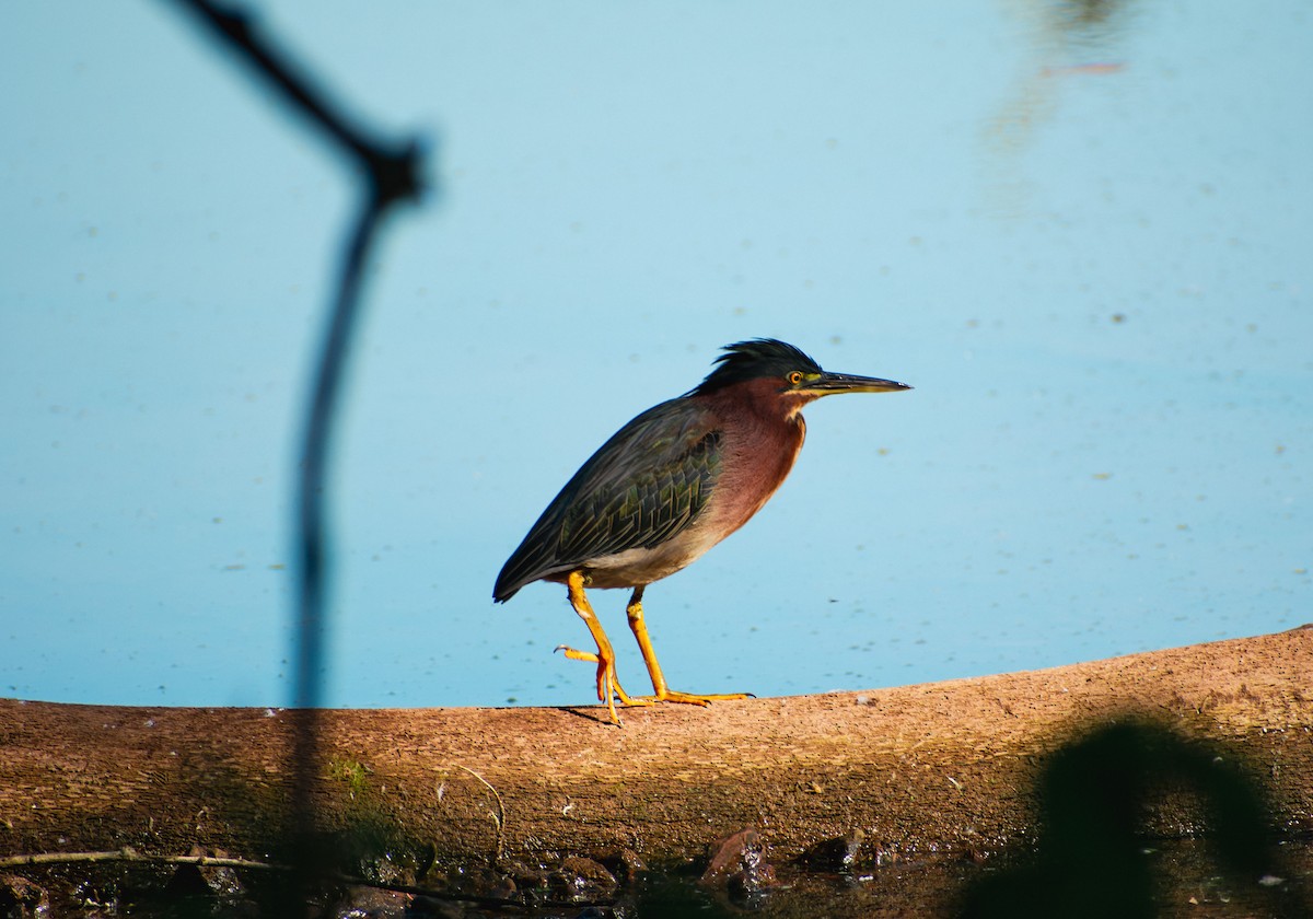 Green Heron - ML642111189